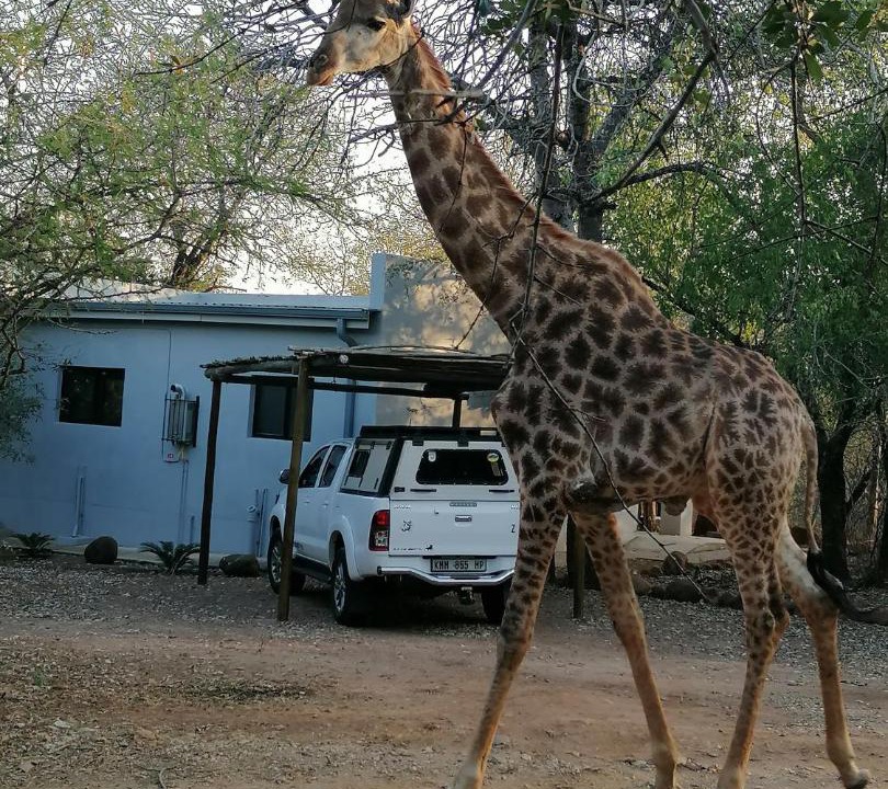 Photo of Others in Marloth Park
