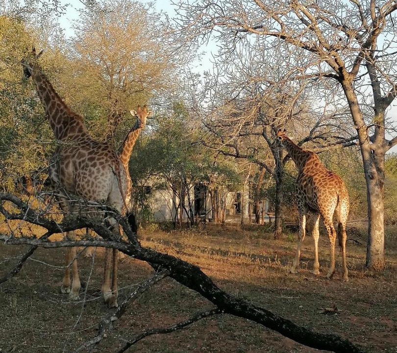 Photo of Others in Marloth Park