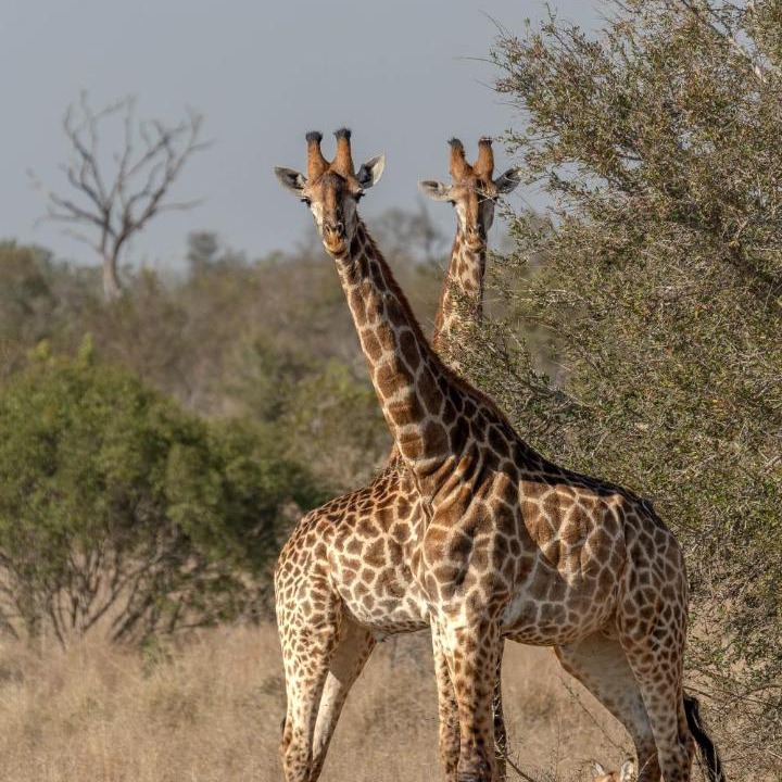 Photo of Others in Kruger National Park
