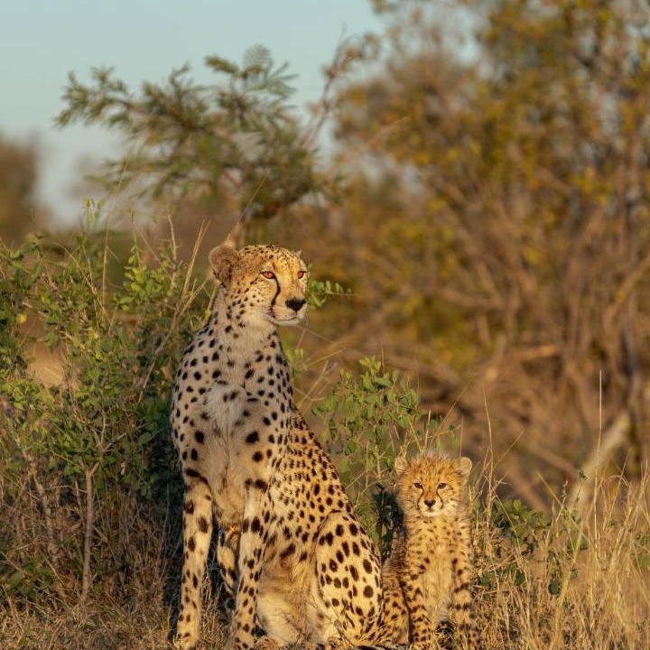 Photo of Others in Kruger National Park