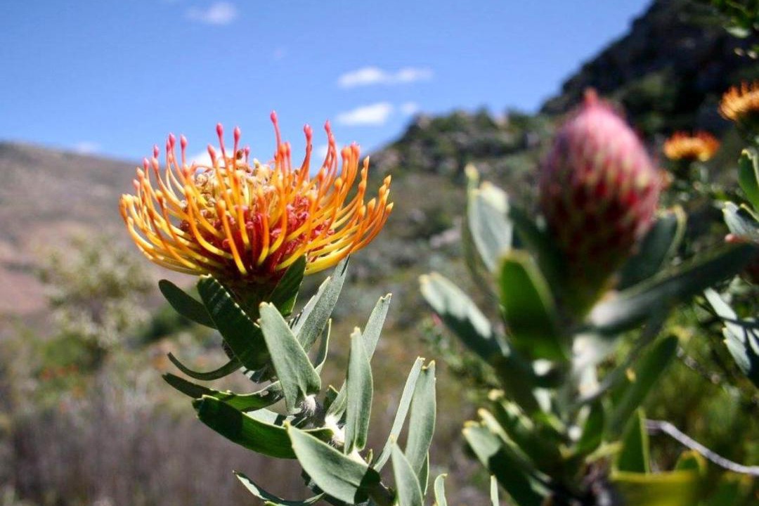 Photo of Outdoor in Cederberg
