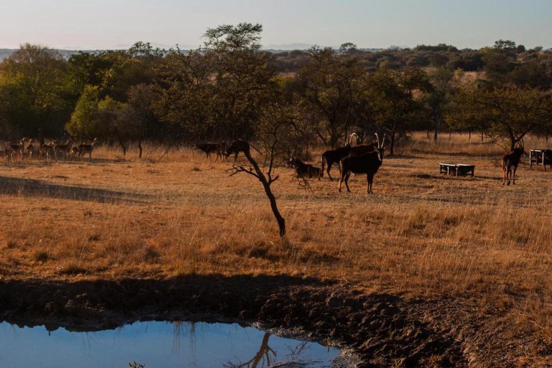 Photo of Others in Polokwane