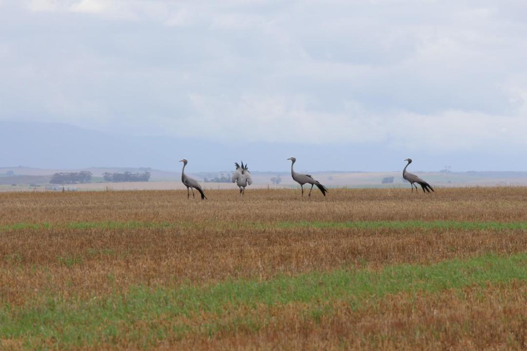 Photo of Others in Scheepersrus