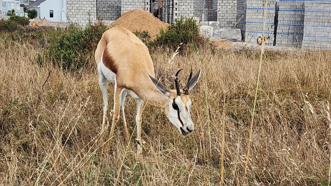 Photo of Others in Saldanha