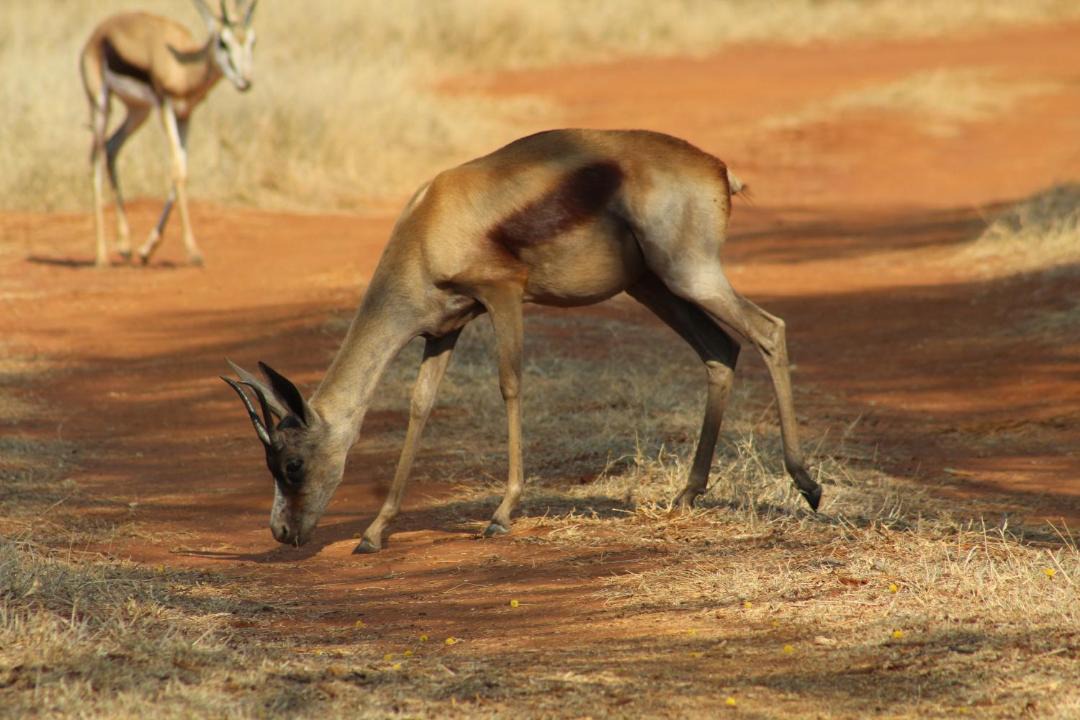 Photo of Others in Thabazimbi