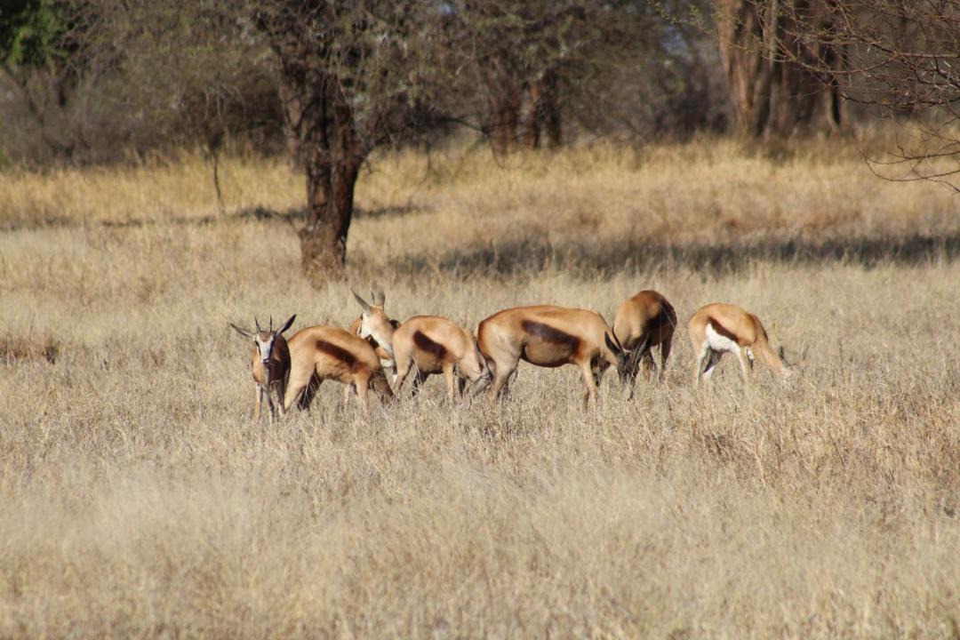 Photo of Others in Thabazimbi