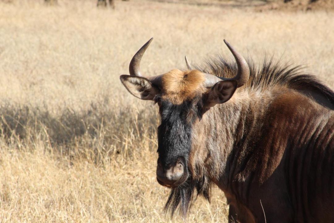 Photo of Others in Thabazimbi