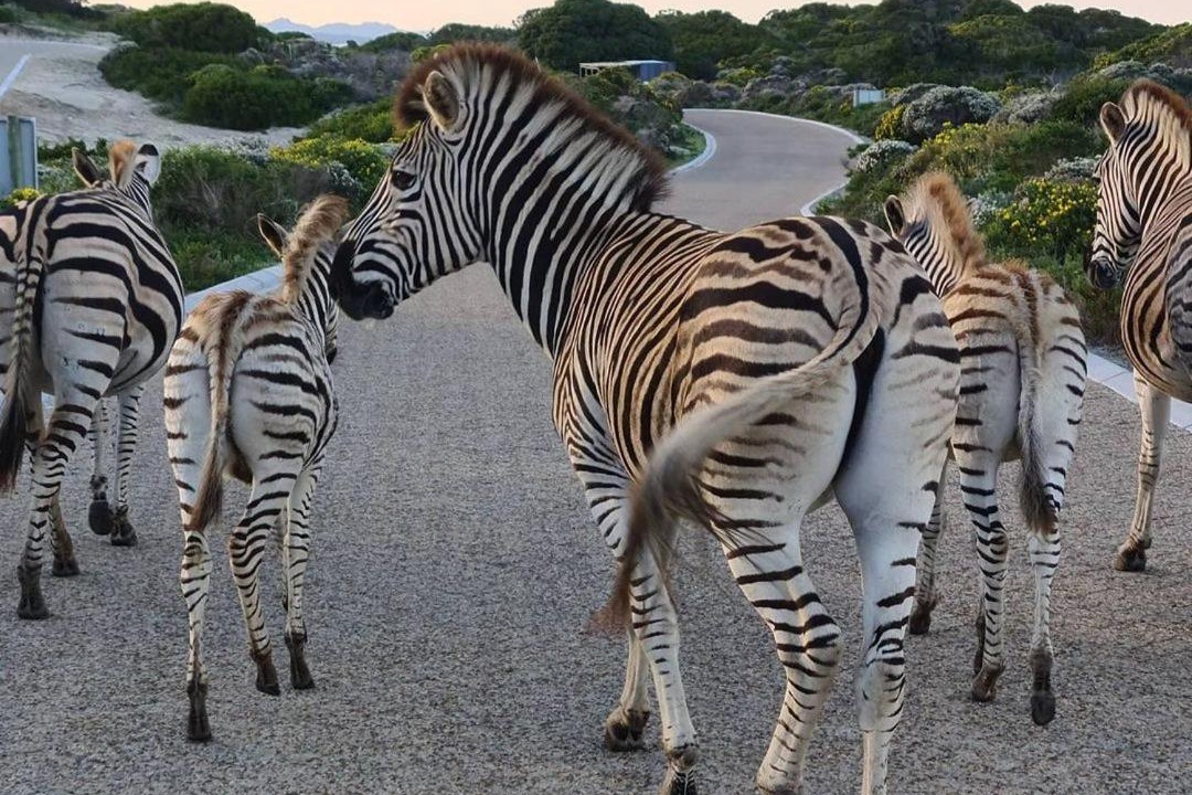 Photo of Others in Kleinbaai