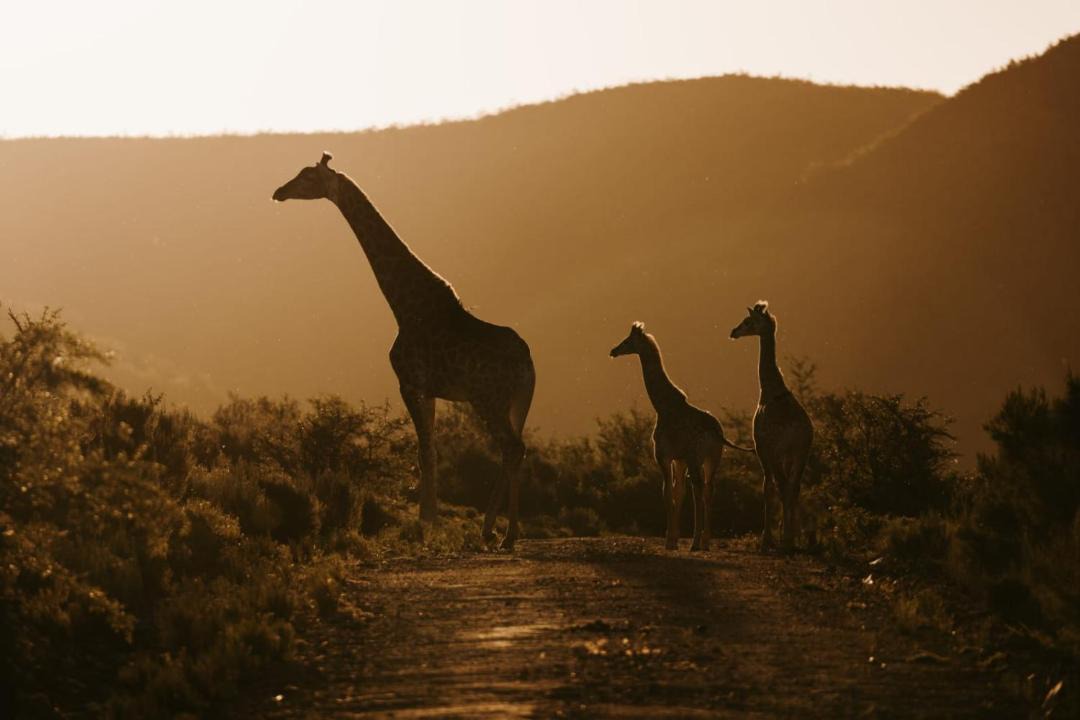 Photo of Others in Oudtshoorn