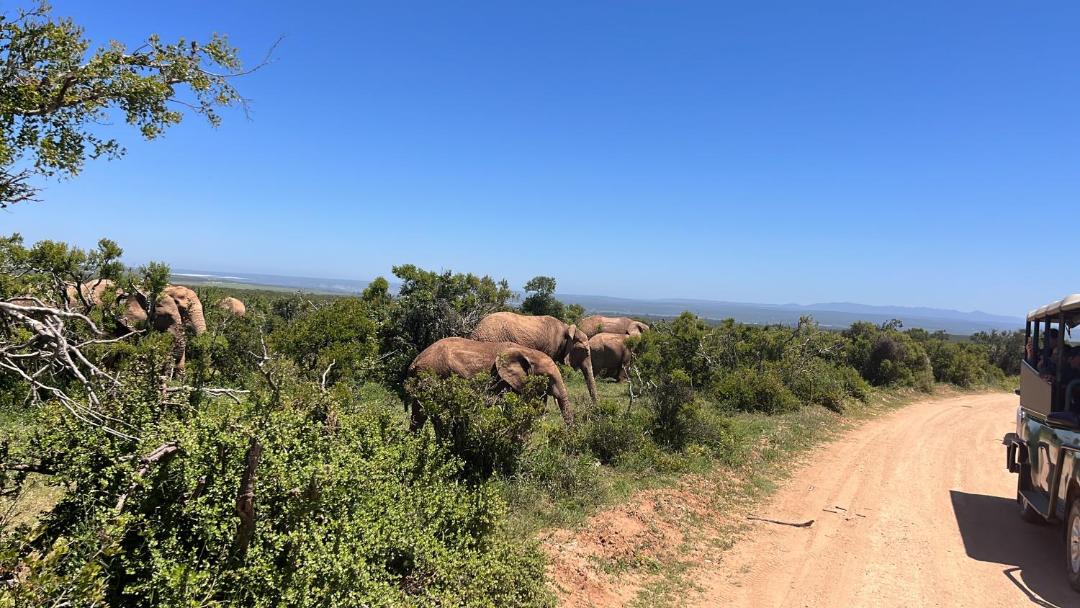 Photo of Others in Addo