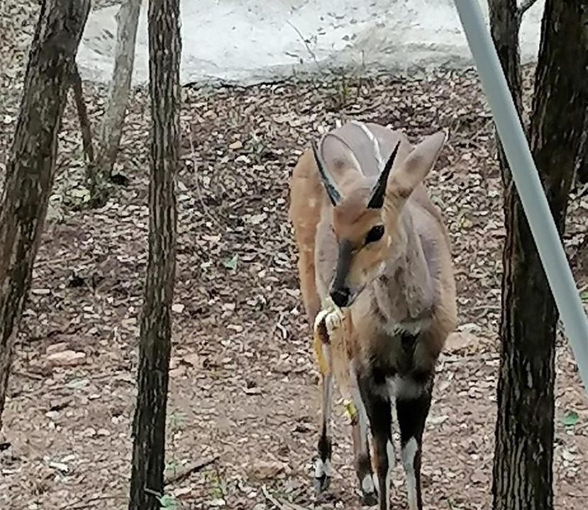 Photo of Others in Marloth Park