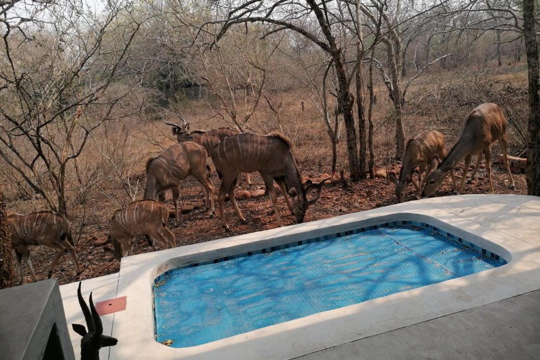 Photo of Others in Marloth Park