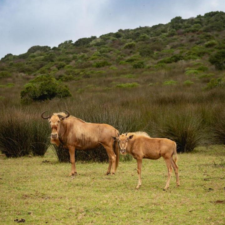 Photo of Others in Hessequa