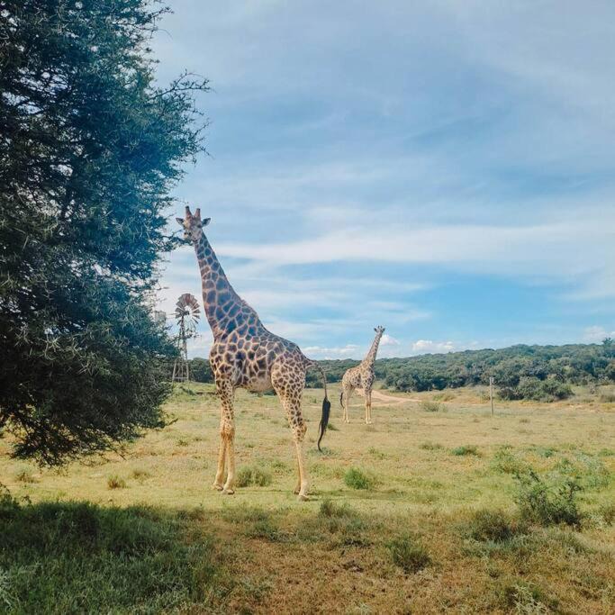 Photo of Others in Addo