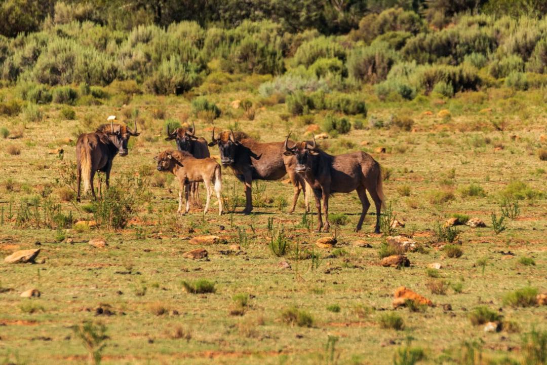 Photo of Others in Oudtshoorn