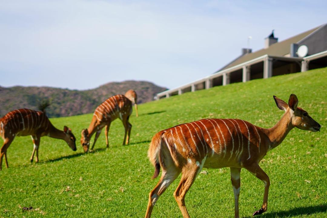 Photo of Others in Oudtshoorn