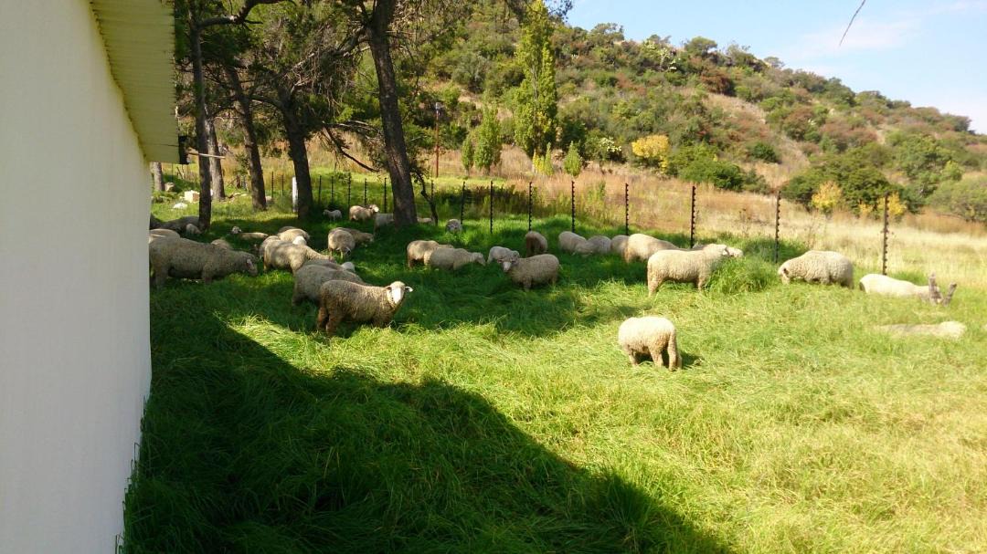 Photo of Others in Ficksburg
