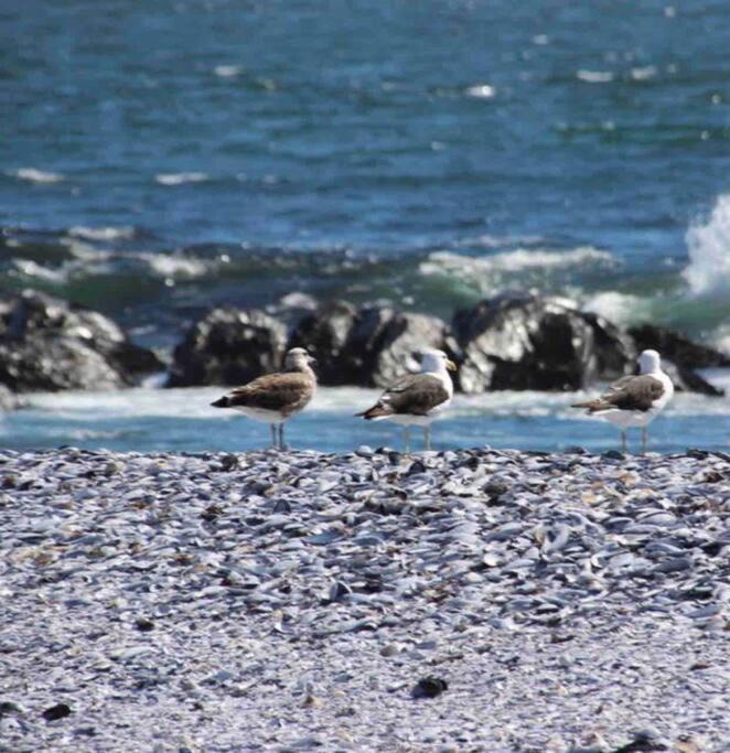 Photo of Others in Shelley Point