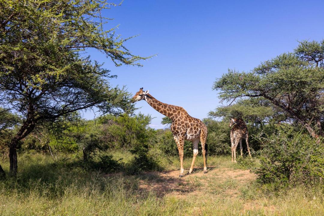 Photo of Others in Hoedspruit