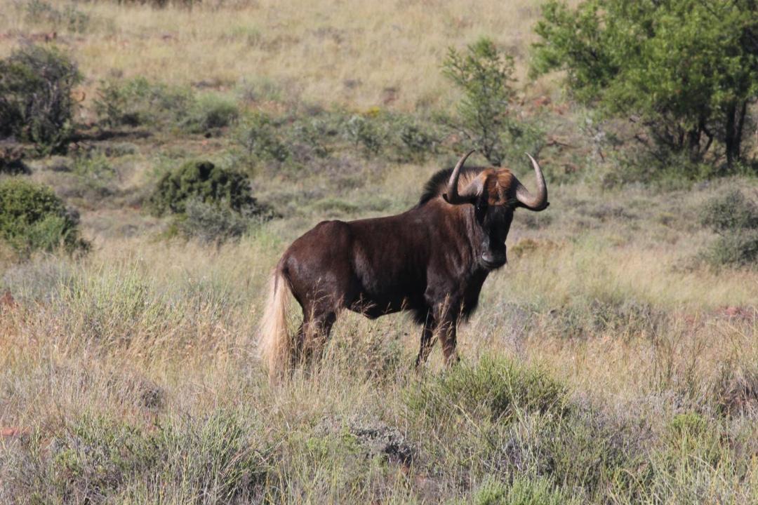 Photo of Others in Beaufort West