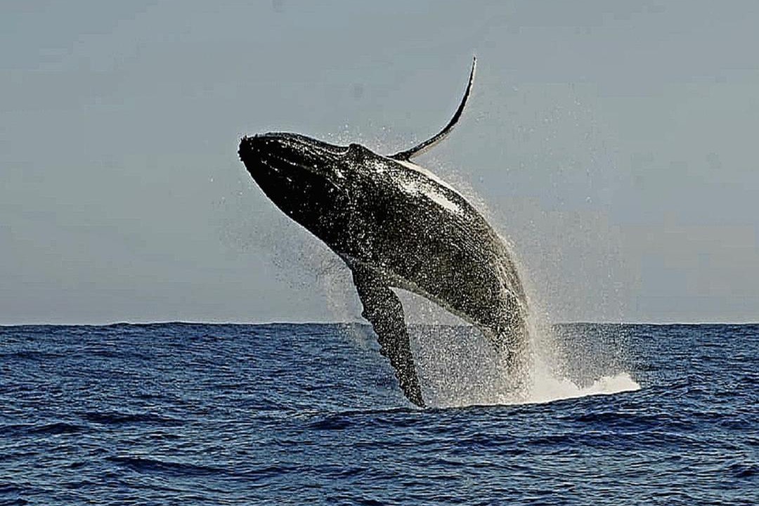 Photo of Others in Scottburgh