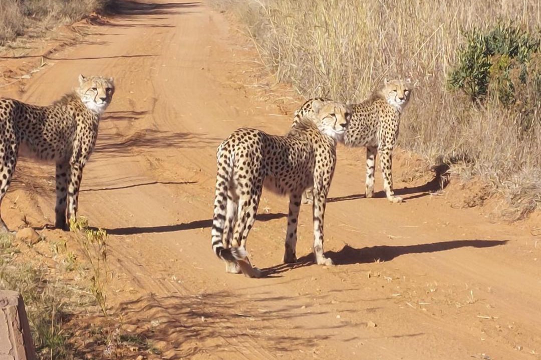 Photo of Others in Hammanskraal