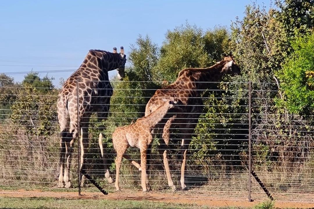 Photo of Others in Hammanskraal