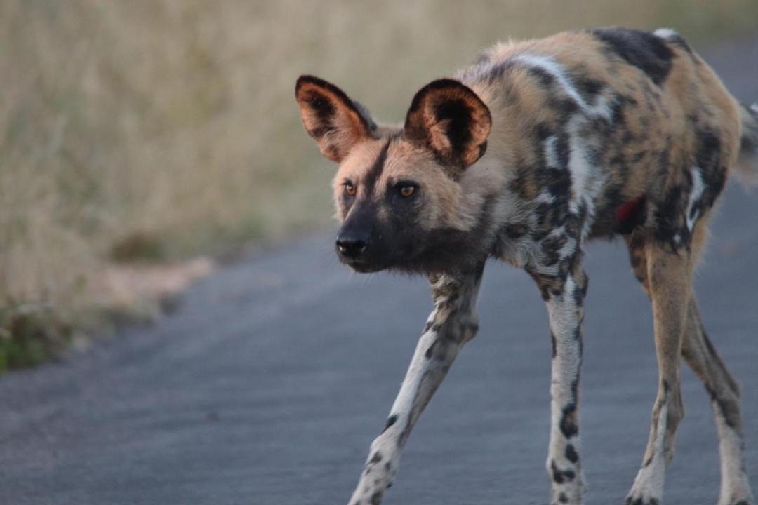 Photo of Others in Kruger National Park