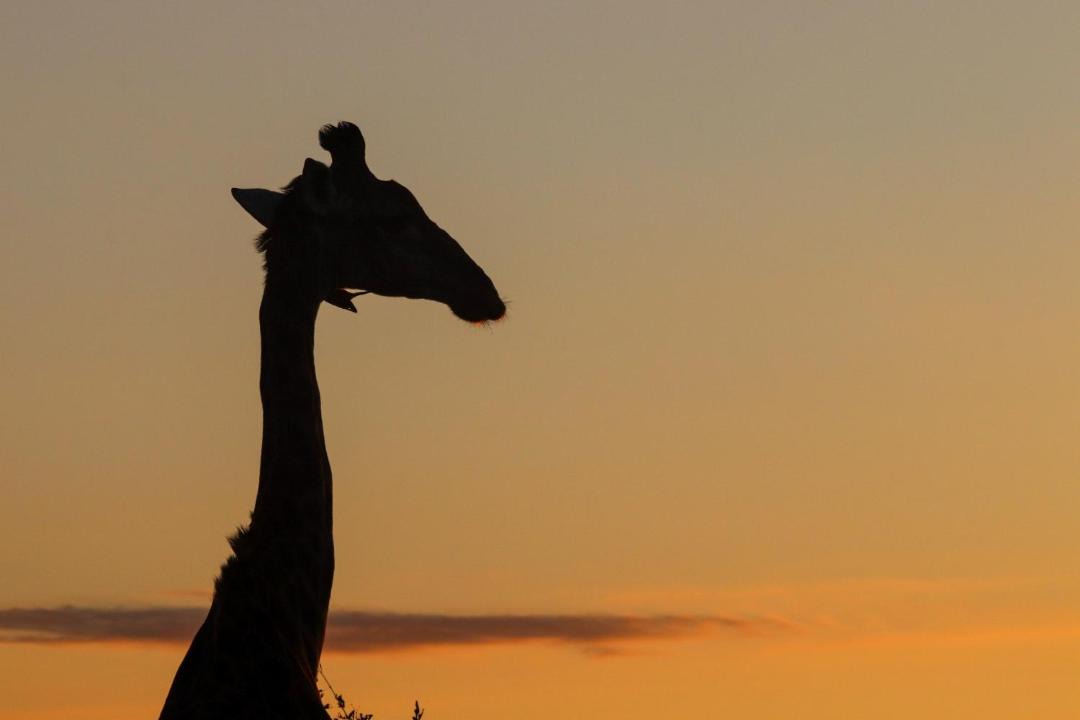 Photo of Others in Kruger National Park