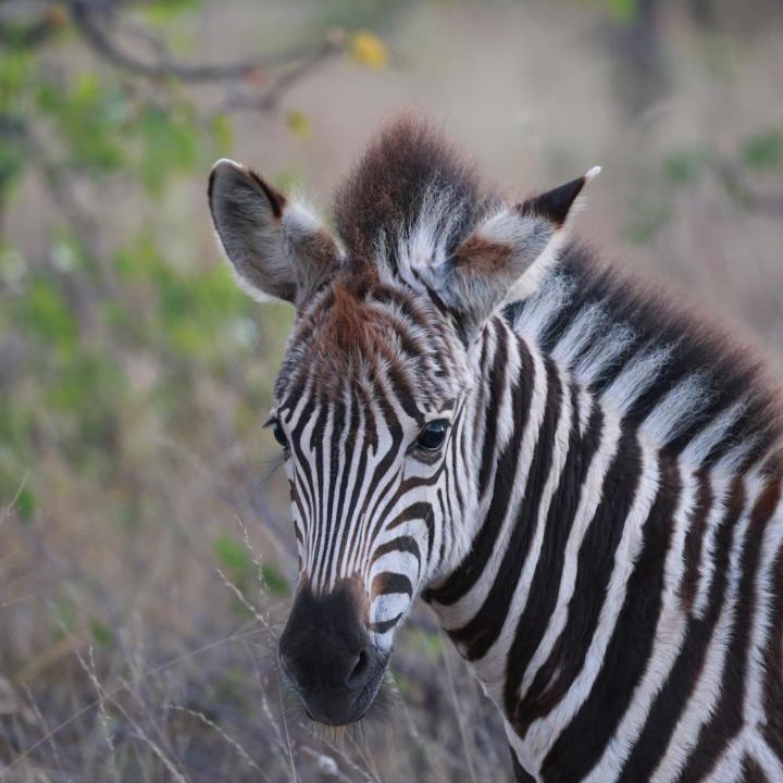 Photo of Others in Kruger National Park