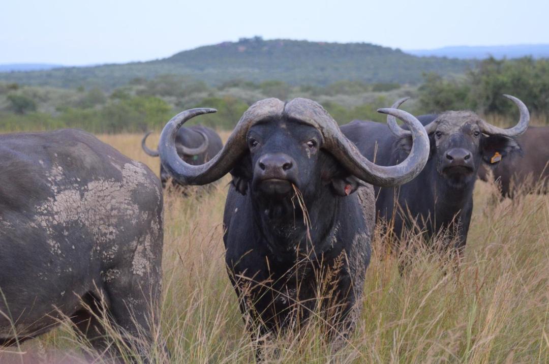 Photo of Others in Vaalwater