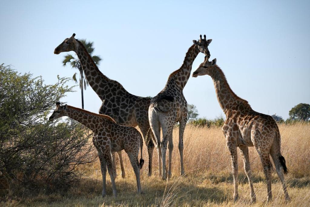 Photo of Others in Hammanskraal