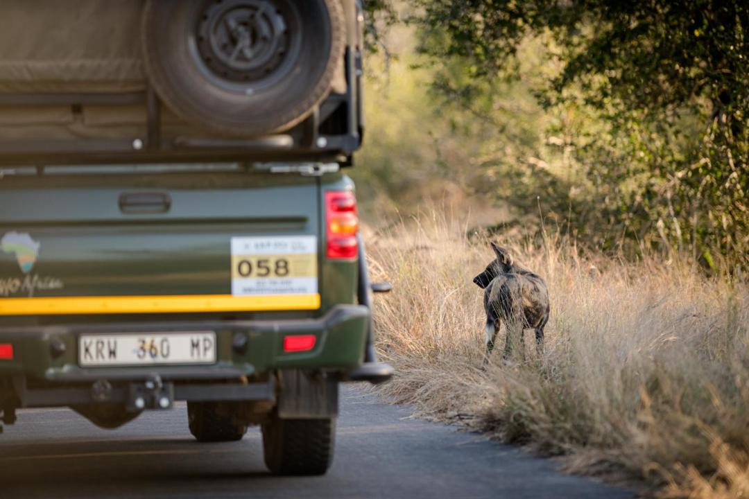 Photo of Others in Kruger National Park