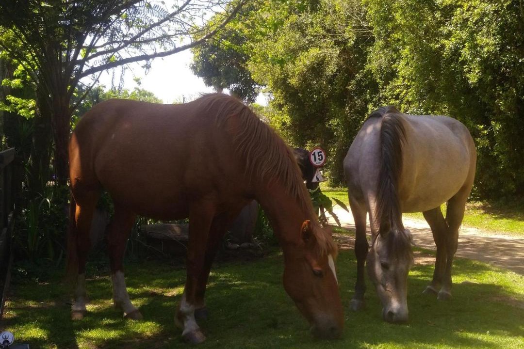 Photo of Others in Kaapsehoop