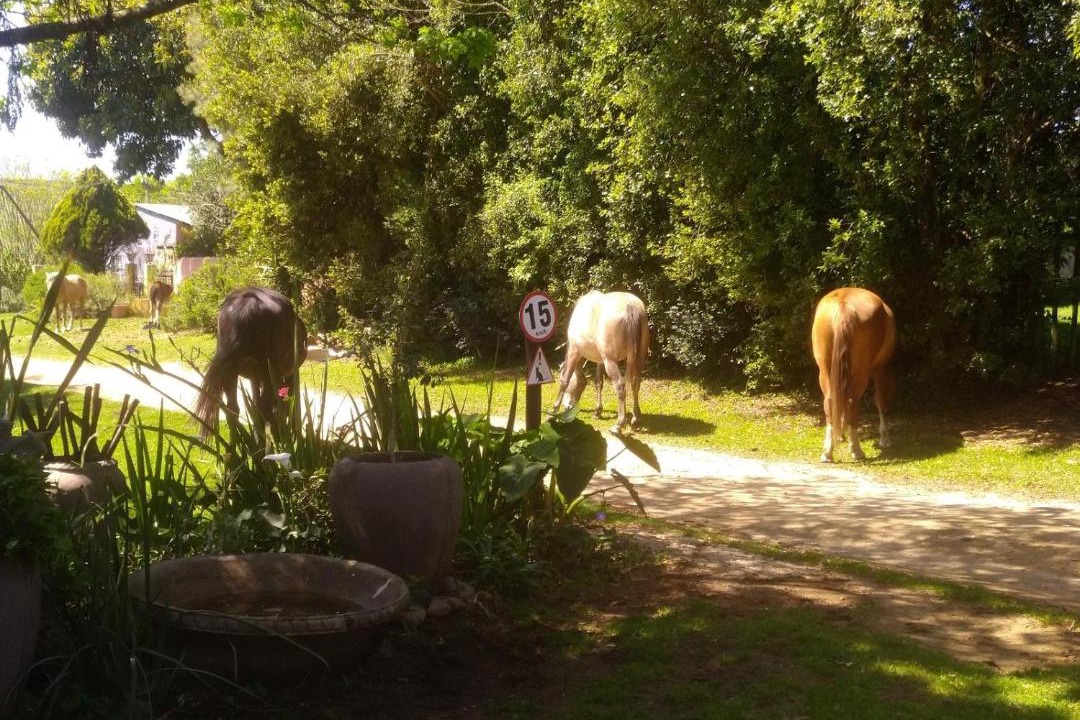 Photo of Others in Kaapsehoop
