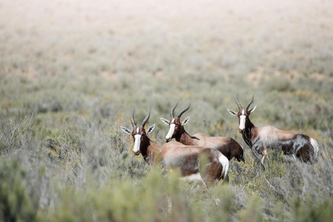 Photo of Others in Langeberg