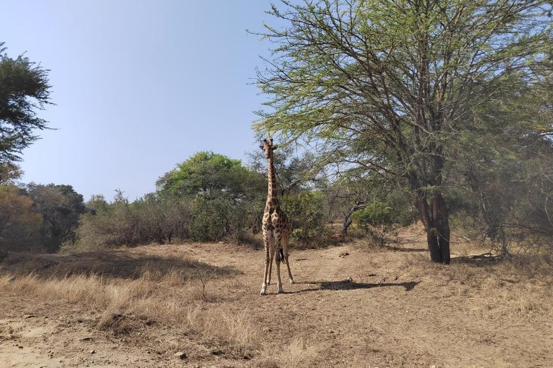 Photo of Others in Thorny Bush Game Reserve