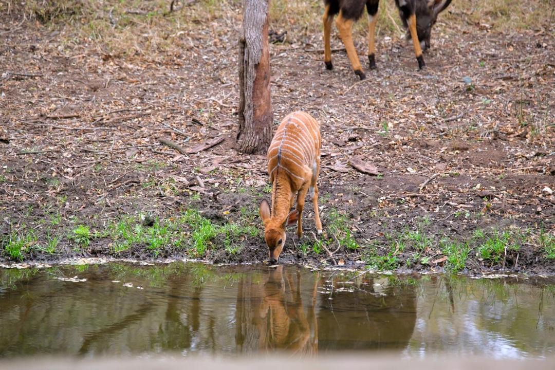 Photo of Human In Picture in Maruleng