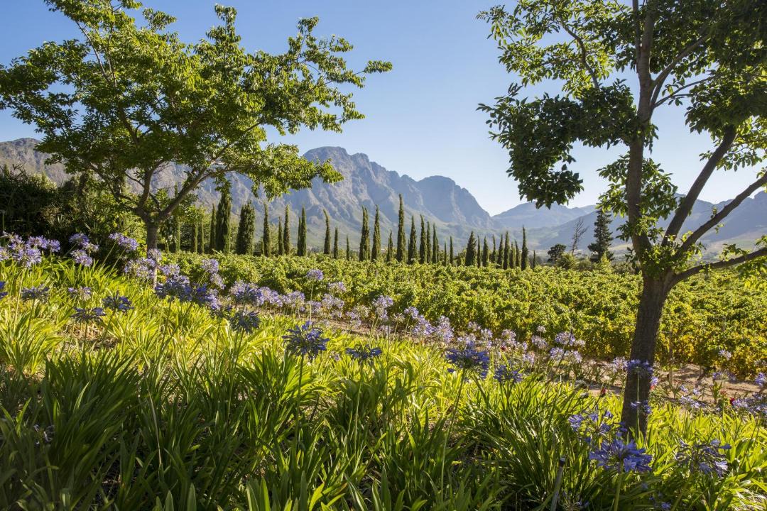 Photo of Outdoor in Franschhoek