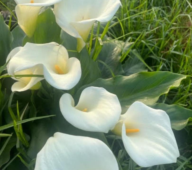 Photo of Outdoor in Rondebosch