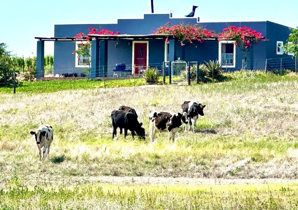 Photo of Buildings in Eendekuil