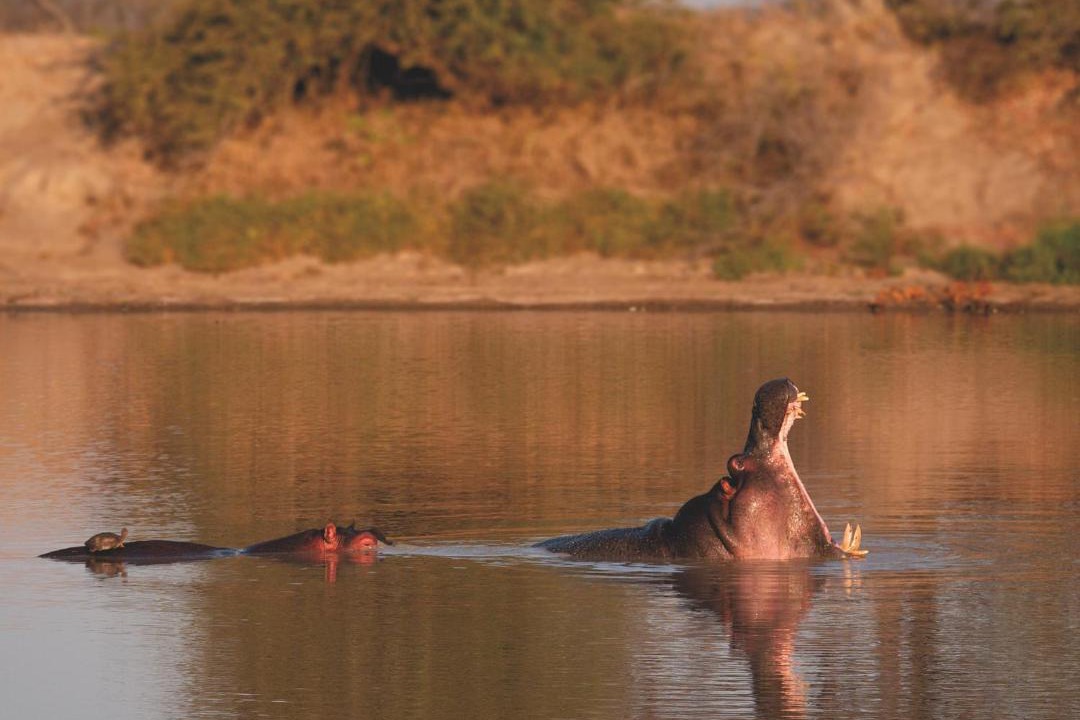 Photo of Human In Picture in Buffelspruit