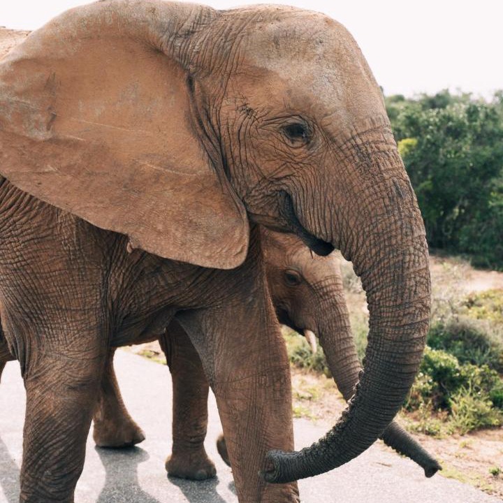 Photo of Others in Addo