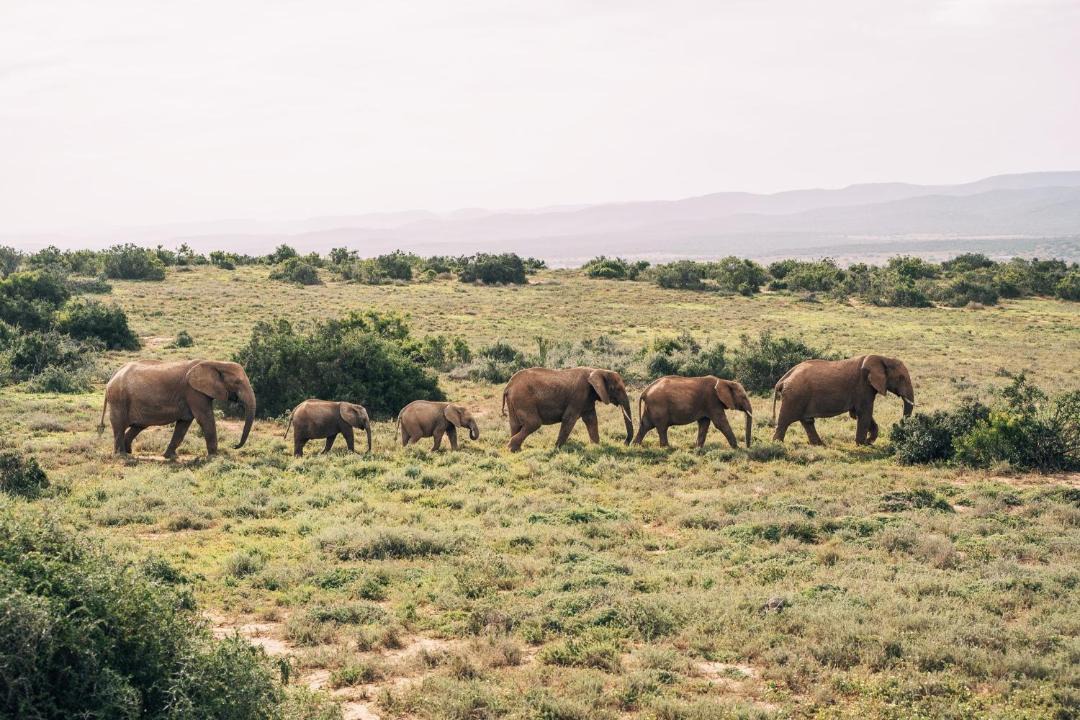 Photo of Others in Addo