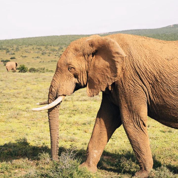 Photo of Others in Addo