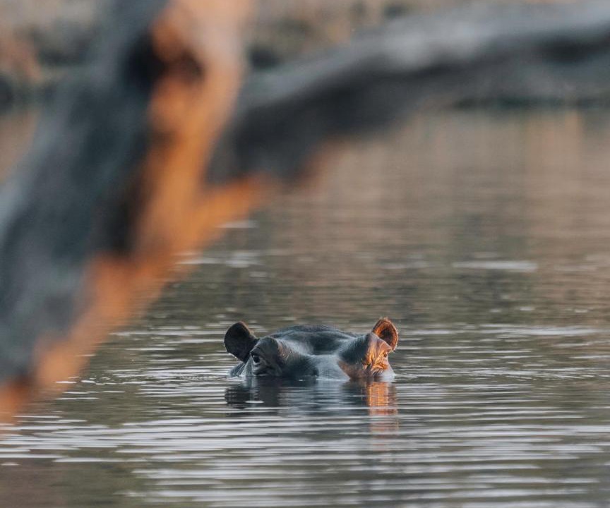 Photo of Human In Picture in Vaalwater