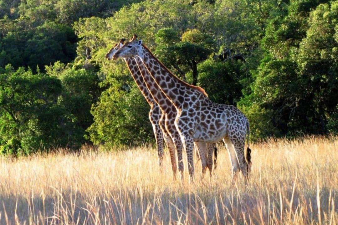 Photo of Others in Makhado