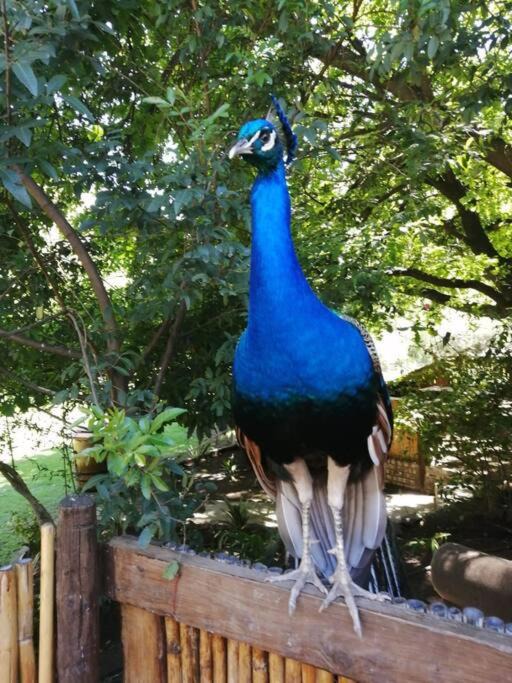 Photo of Others in Oudtshoorn