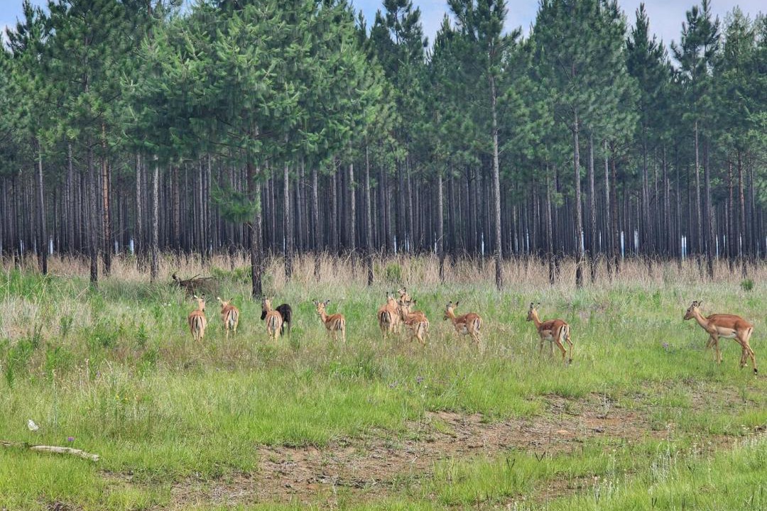 Photo of Others in Mkhondo