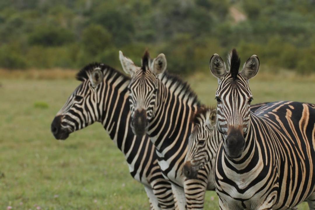 Photo of Others in Thorny Bush Game Reserve